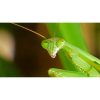 Praying Mantis 2 Eggs - Image 2
